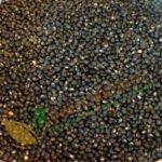 Aali Vithai (50g) – Ayurvedic Herb for Reproductive & Overall Health | ஆளி விதை மூலிகை