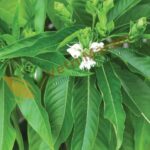 Adathodai Powder (50g) – Herbal Remedy for Cough, Cold & Respiratory Health | ஆடாதோடை பவுடர் மூலிகை