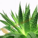 Aloe Vera (50g) – Herbal Remedy for Skin, Hair & Digestive Health | அலோவேரா மூலிகை