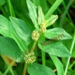 Amman Pacharisi (50g) – Herbal Remedy for Women’s Health, Respiratory & Digestive Support | அம்மான் பச்சரிசி மூலிகை