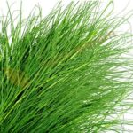 Arugampul Powder Bermuda Grass for Detox & Liver Health (50g)