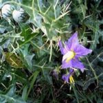 Kandankathiri Podi (50g) – Herbal Remedy for Blood Sugar, Digestion & Detox | கண்டங்கத்திரி பொடி