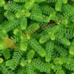 Kizhaa Nelli (50g) – Herbal Remedy for Immunity, Digestion & Skin Health | கீழா நெல்லி