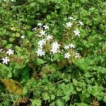 Kodiveli Leaves Podi (50g) – Herbal Remedy for Digestion, Diabetes & Skin Health | கொடிவேலி இலைகள் பொடி