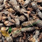 Korai Kizangu (50g) – Herbal Remedy for Digestion, Blood Sugar & Skin Health | கோரை கிழங்கு