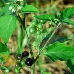 Manathakkali Keerai Powder | மணத்தக்காளி கீரை பொடி – Herbal Remedy for Ulcers & Immunity Boost