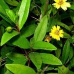 Manjal Karisalai Podi - மஞ்சள் கரிசாலைப் பொடி