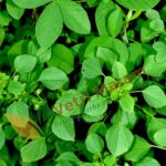 Kuppaimeni Podi (50g) – Natural Remedy for Skin Diseases, Acne & Detox  | குப்பைமேனி பொடி